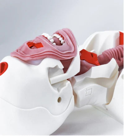 Airway Module easy exchange V2 Decent Simulator Airway Manikin