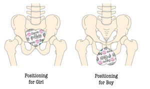 Save the Gonads™ X-ray Shields - Pacific Biomedical